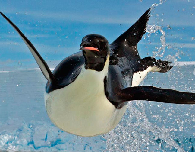 Penguin 4 Coming At You - Original Image Courtesy National Geographic Penguin 4 Coming At You